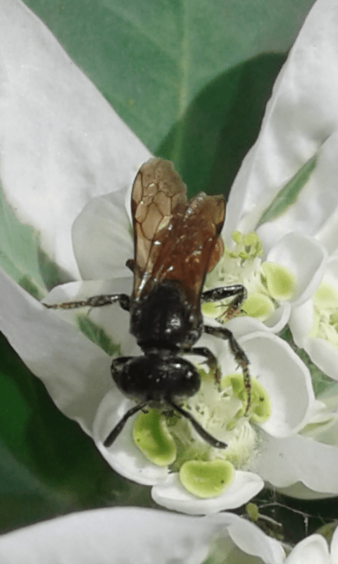 Apidae Halictinae : Sphecodes sp.?